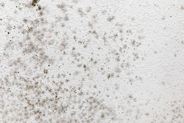 Mold Remediation for Vacation Homes in Chatfield, MN