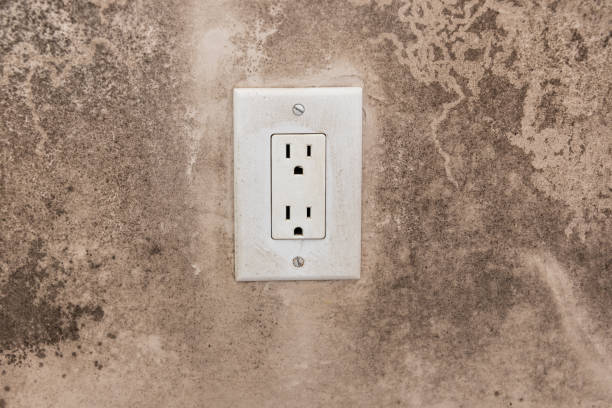 Chatfield, MN Mold Removal Company